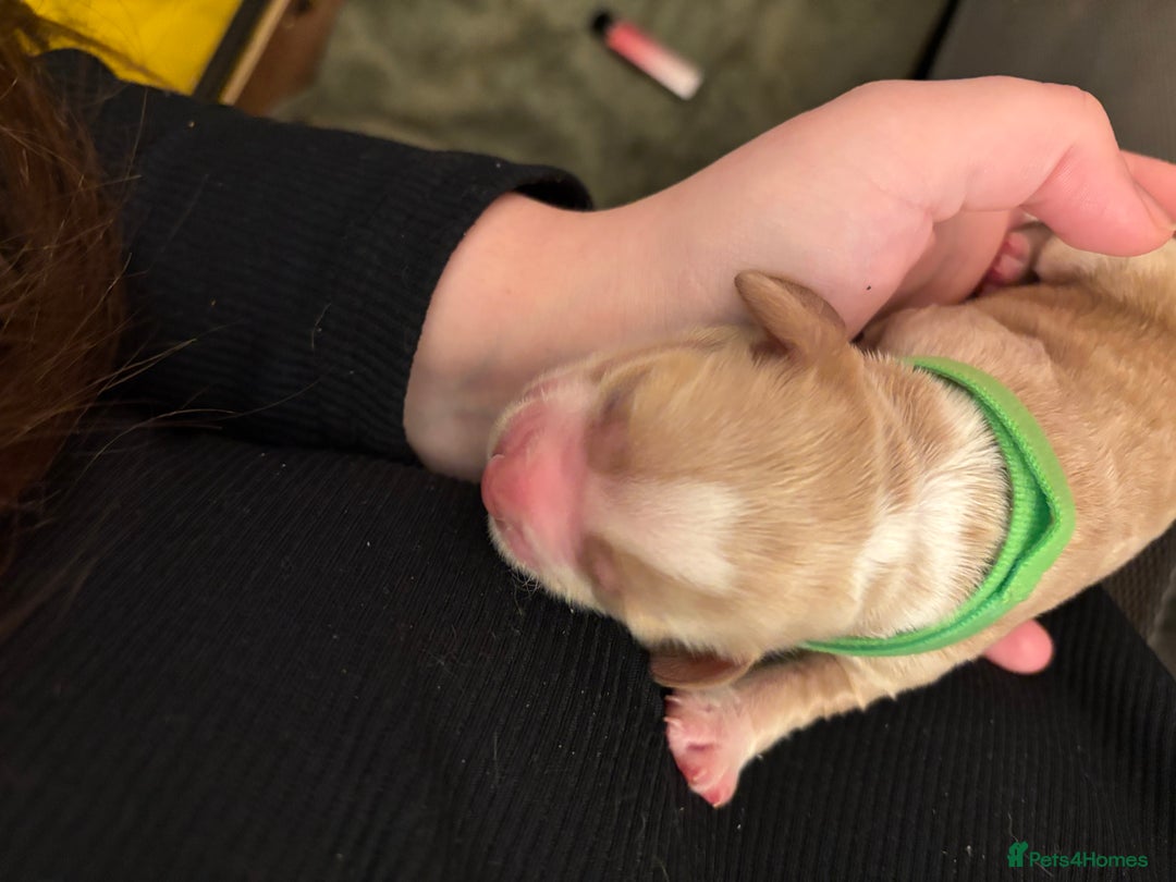 Cocker Spaniel dogs for sale: 6 beautiful cocker spaniels puppy’s born 01/12/25 - Advert 3