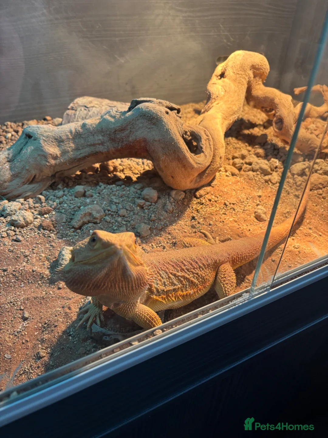 Bearded Dragon reptiles for sale: Red Bearded dragon with enclosure for sale. in Rickmansworth - Advert 2