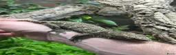 Gecko reptiles for sale: Pair of Leachianus Geckos and juveniles  - Advert 10