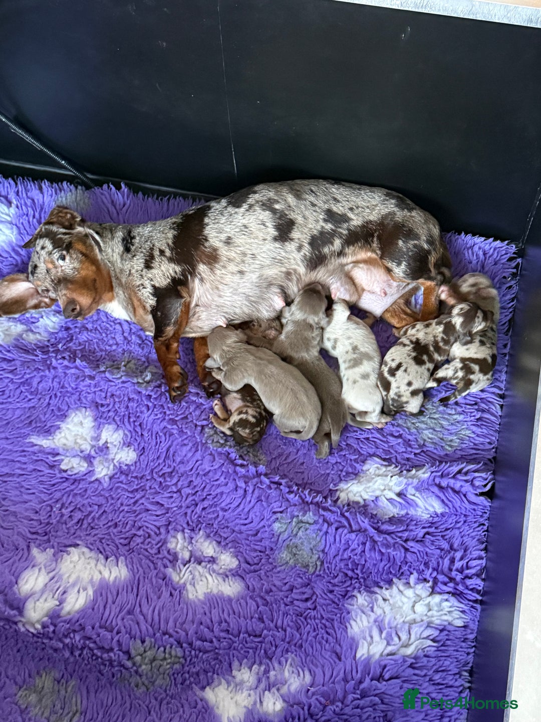 Miniature Dachshund dogs for sale: 💎MINATURE DACSHUND PUPPIES💎 - Advert 2