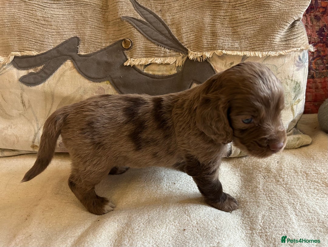 Cocker Spaniel dogs for sale: STUNNING WORKING COCKER SPANIEL PUPS - Advert 23