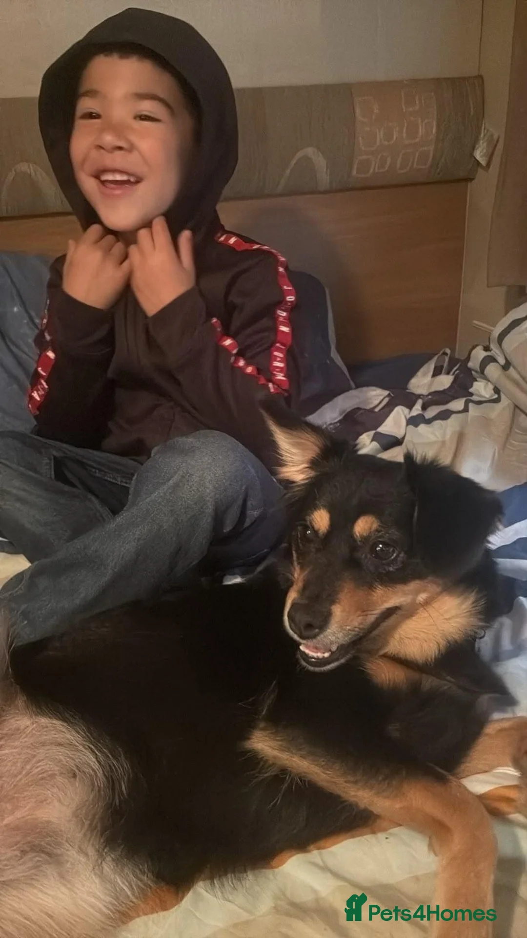 Mixed Breed dogs for sale: 🐾 INDY LOOKING FOR HER FOREVER HOME - Advert 2