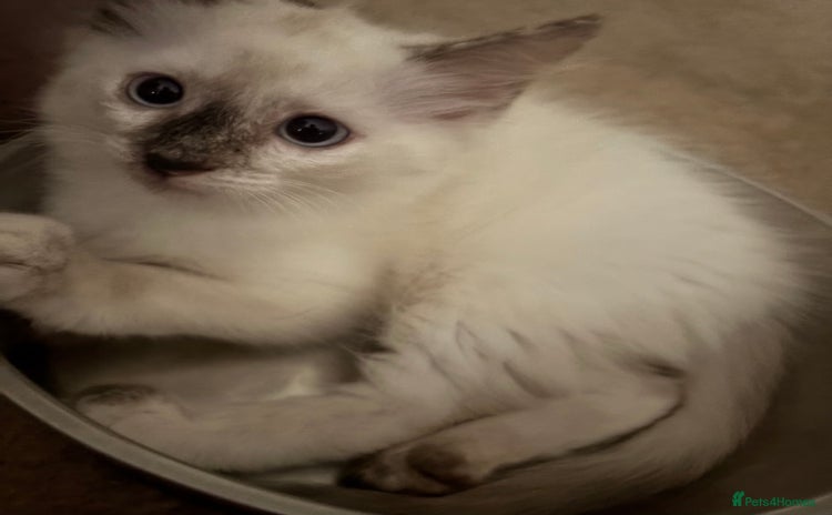 Ragdoll cats - Advert 2