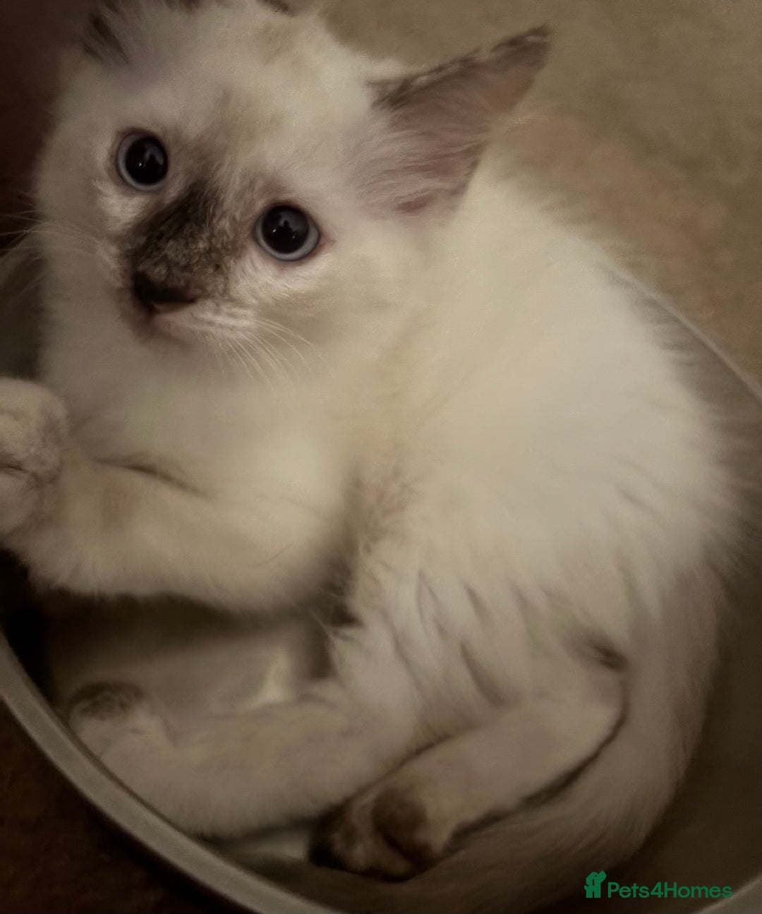 Ragdoll cats for sale: 3 Rag Cross Kittens - Image 1