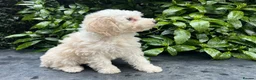 Bordoodle dogs for sale: F1b Bordoodle, extensive genetic test clear  - Advert 2