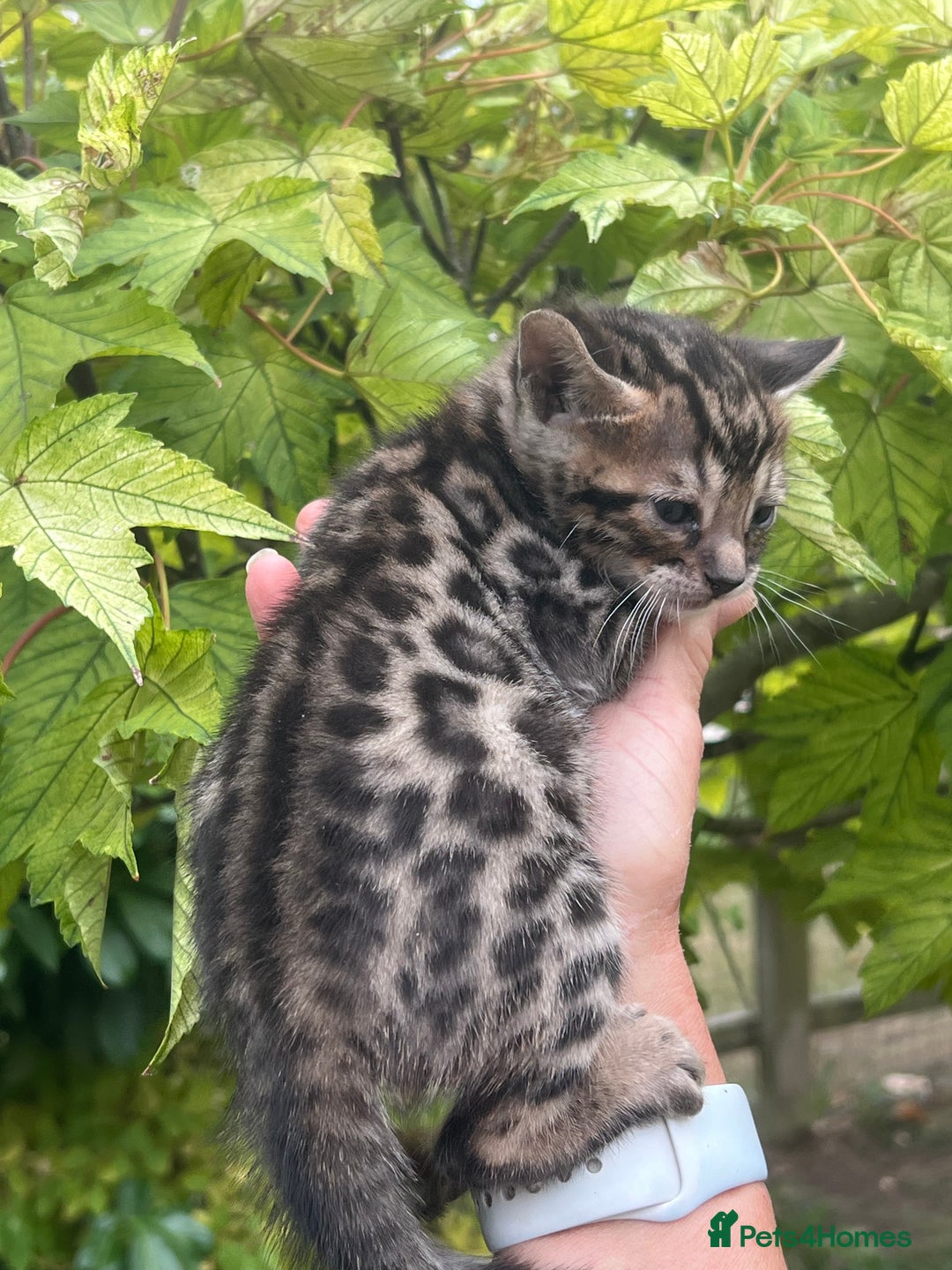 Bengal cats for sale: Tica registered baby Bengal Boys  - Image 13