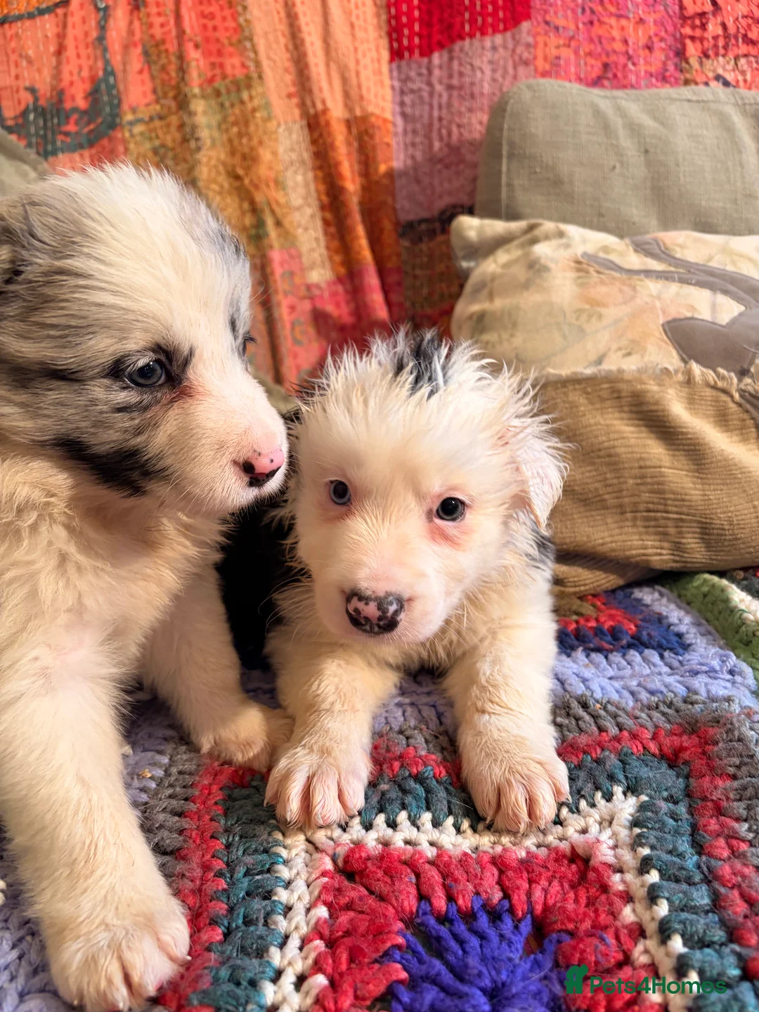 Border Collie dogs for sale: HEALTH TESTED CLEAR PARENTS BORDER COLLIE PUPS - Advert 5