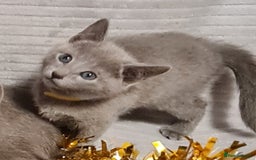 Russian Blue cats for sale: Stunning Russian Blue kittens-pure Pedigree - Image 13