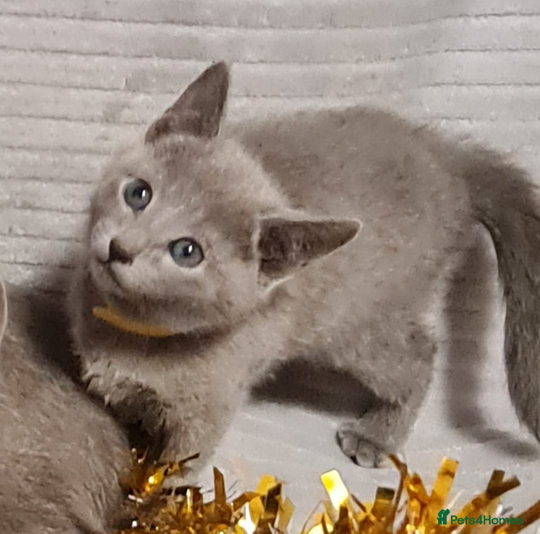 Russian Blue cats for sale: Stunning Russian Blue kittens-pure Pedigree - Image 13