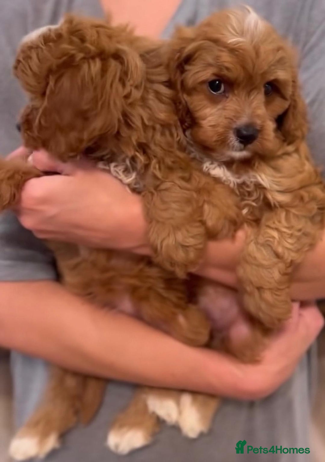 Cavapoo dogs for sale: Cavapoo puppies  - Advert 5