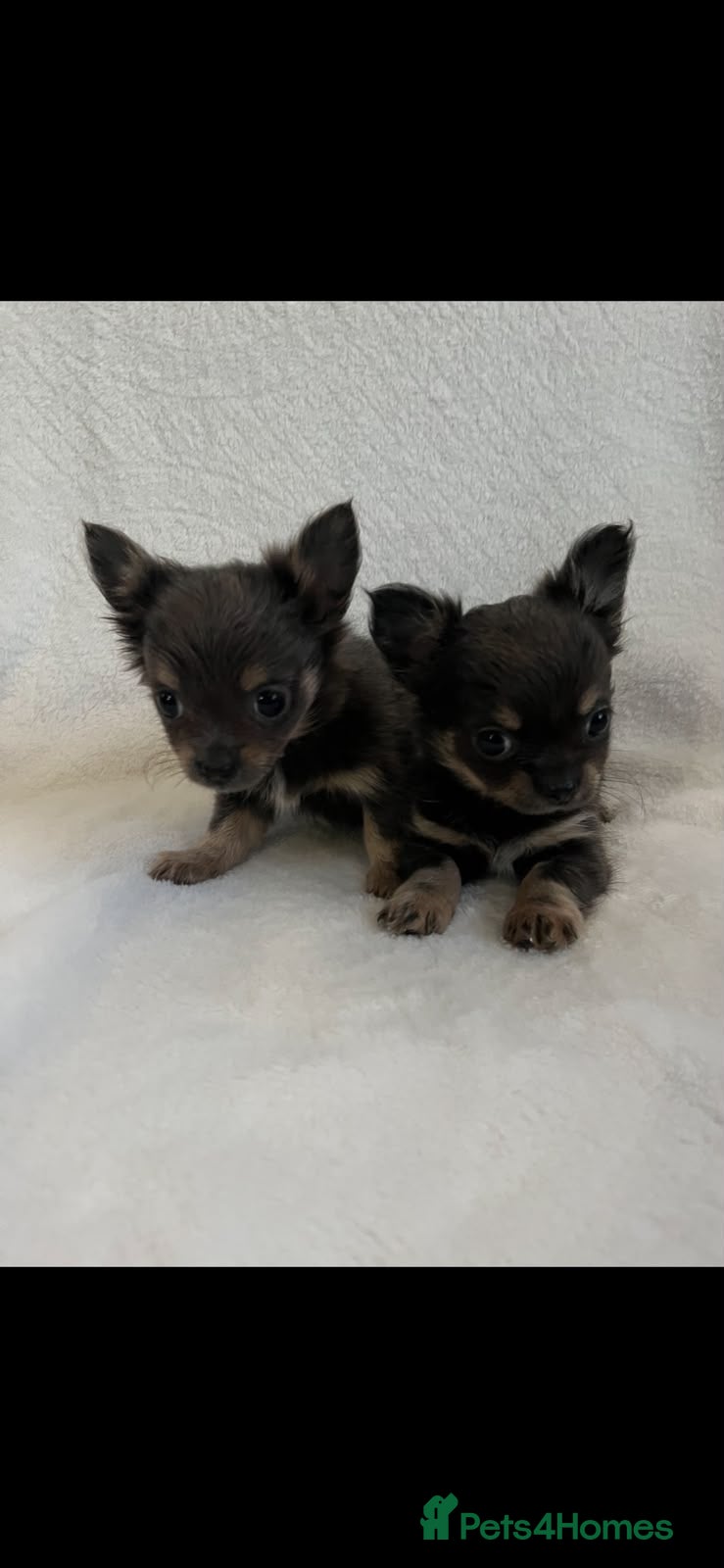 Chihuahua dogs Chihuahua puppies  - Advert 2