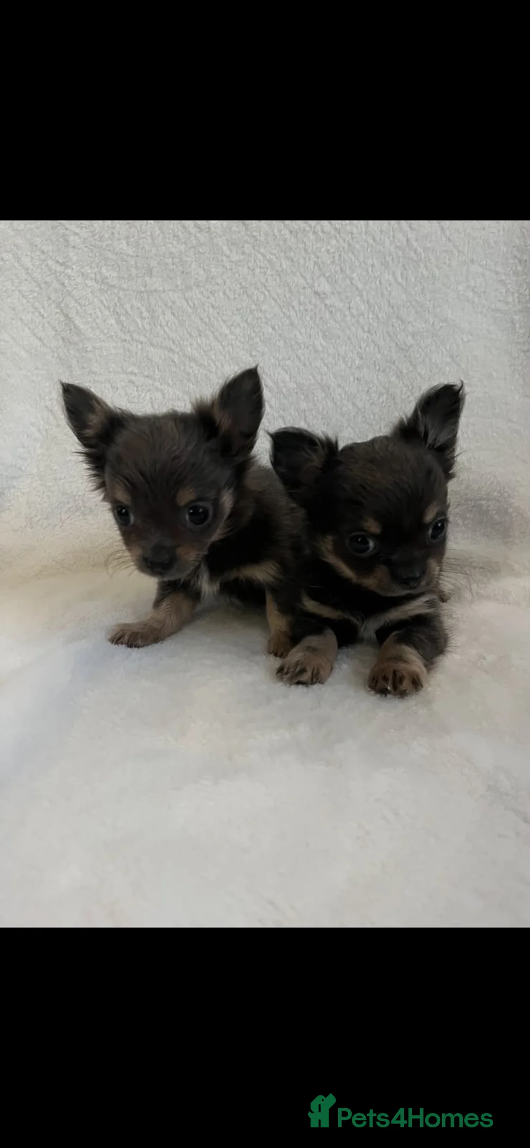 Chihuahua dogs for sale: Chihuahua puppies  - Advert 1