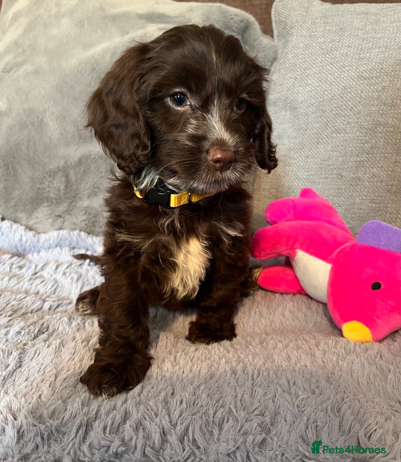 Cockapoo dogs 💙Beautiful,super friendly,Cockapoo F1 Puppies  - Advert 18