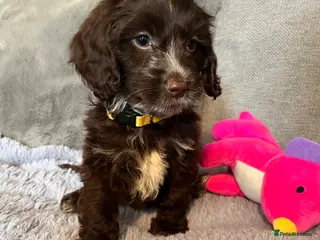 Cockapoo dogs 💙Beautiful,super friendly,Cockapoo F1 Puppies - Advert 18