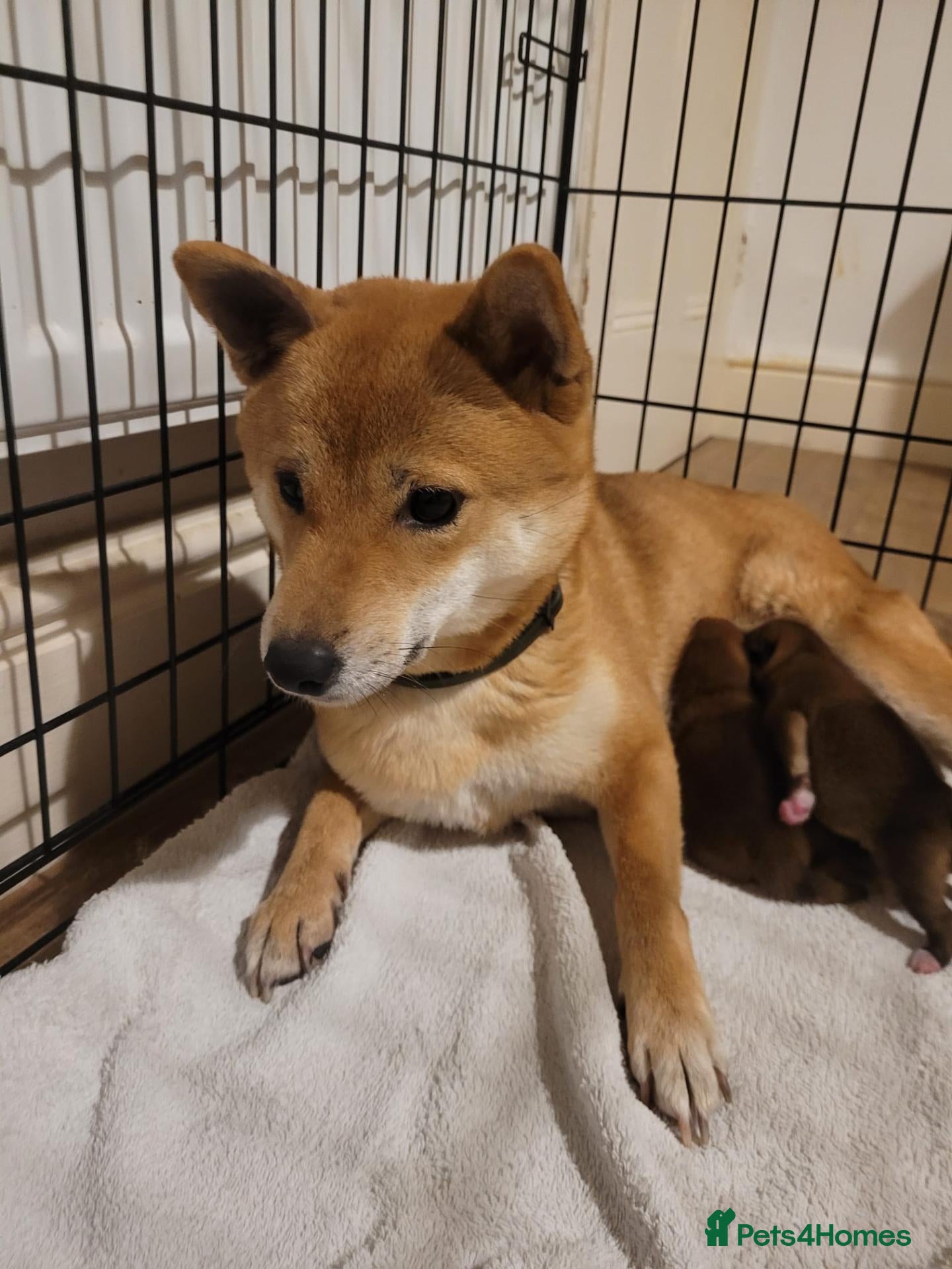 Japanese Shiba Inu dogs for sale: Japanese Shiba Inu Puppies  - Advert 8
