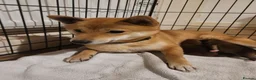 Japanese Shiba Inu dogs for sale: Japanese Shiba Inu Puppies  in Doncaster - Advert 1