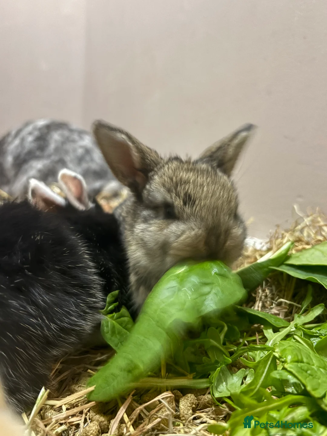 Mixed Breed rabbits for sale: Baby rabbits for sale  - Advert 8