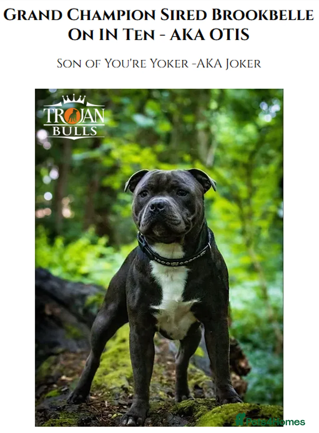 Staffordshire Bull Terrier dogs for stud: 🏆TROJANBULLS CHAMPION STAFFORD STUDS🏆 in Basingstoke - Advert 2