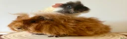 Guinea Pig rodents for sale: 2 pairs of boars  - Advert 4