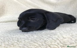 Dachshund dogs for sale: Dachshund puppies  - Image 19