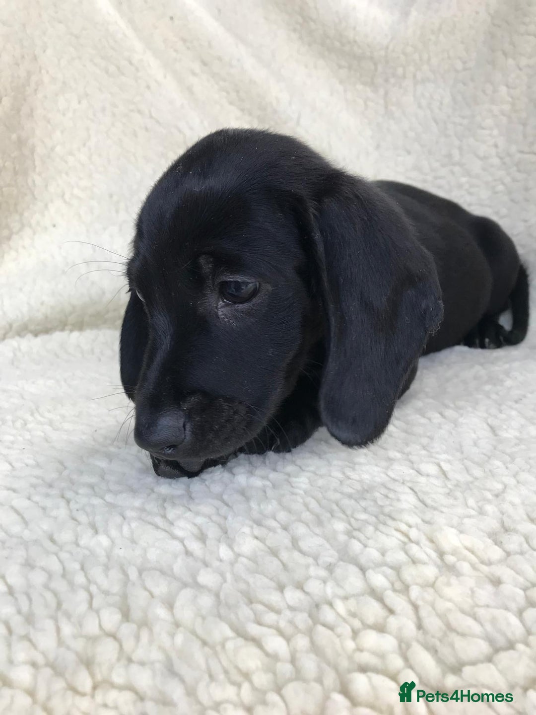 Dachshund dogs for sale: Dachshund puppies  - Image 19