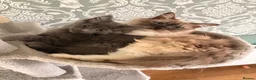 Ragcoon cats for sale: Last of litter affectionate playful Ragcoon baby  - Advert 2
