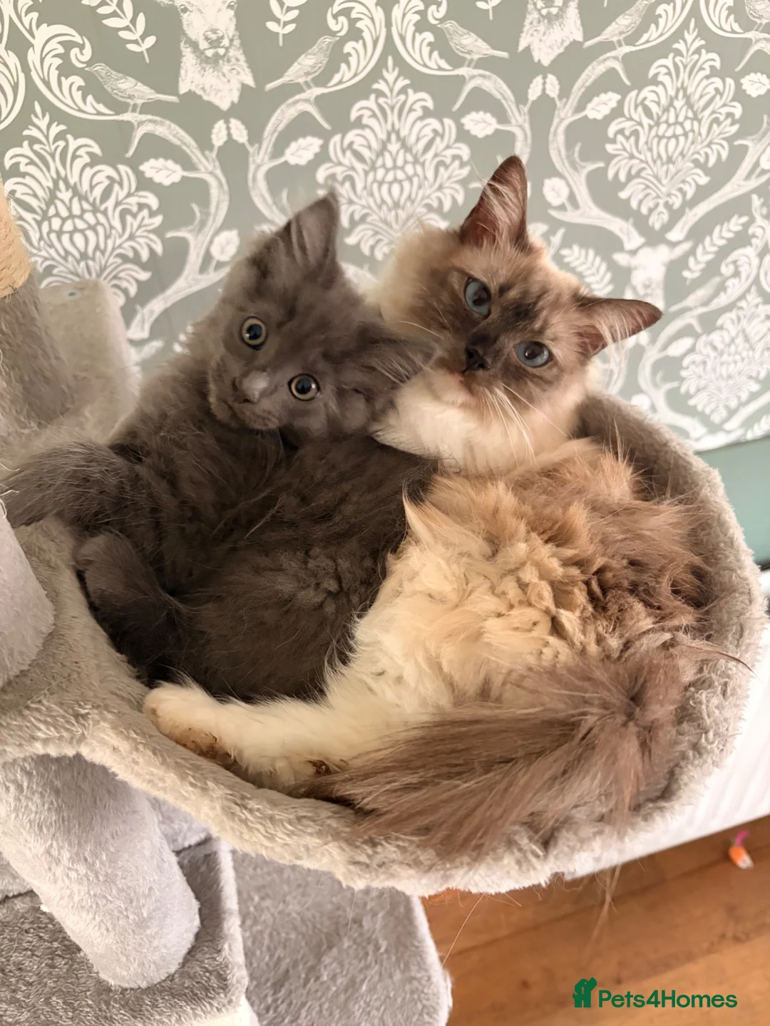 Ragcoon cats for sale: Last of litter affectionate playful Ragcoon baby  - Advert 2