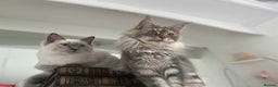 Maine Coon cats for sale: Registered pedigree maine coon for sale - Advert 10