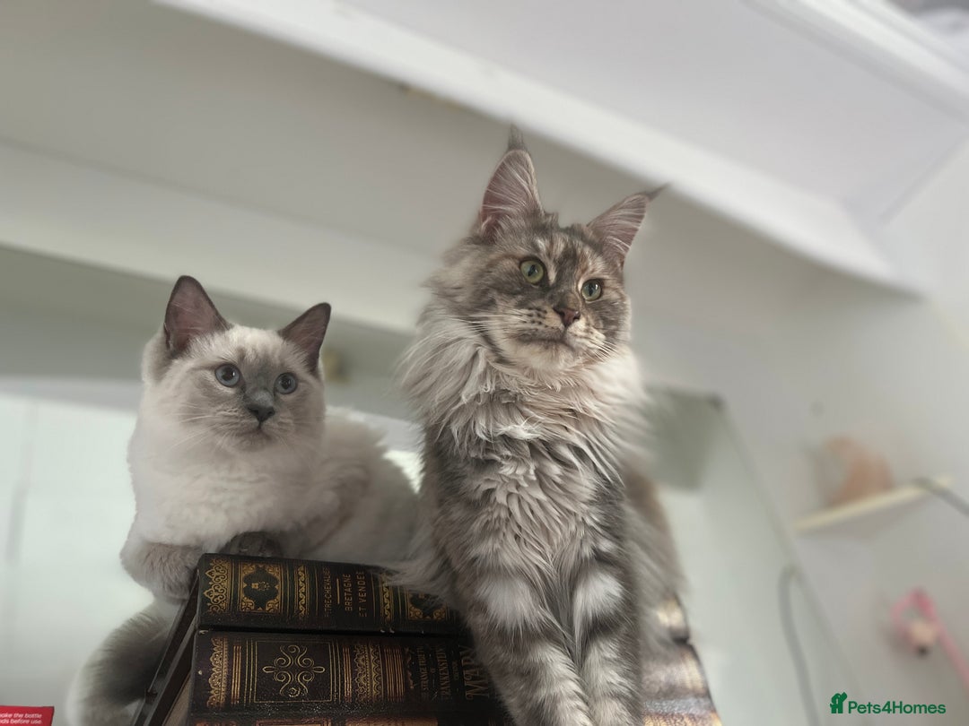 Maine Coon cats for sale: Registered pedigree maine coon for sale - Advert 10