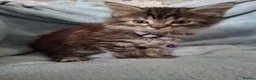 Mixed Breed cats for sale: 3x Beautiful maincoone cross kittens - Advert 34