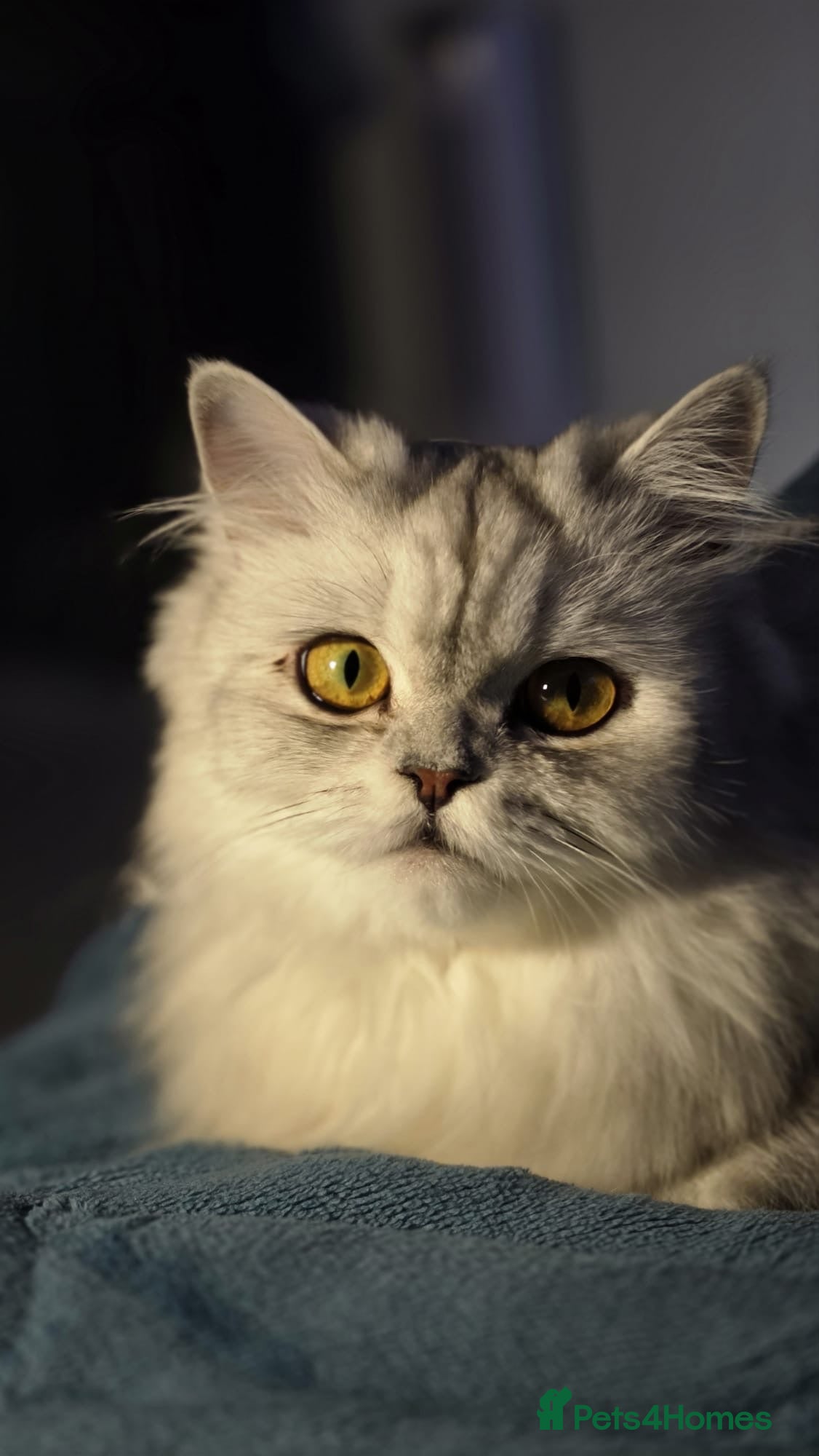 Persian cats 5 Beautiful Purebred Persian Kittens–Available now - Advert 2
