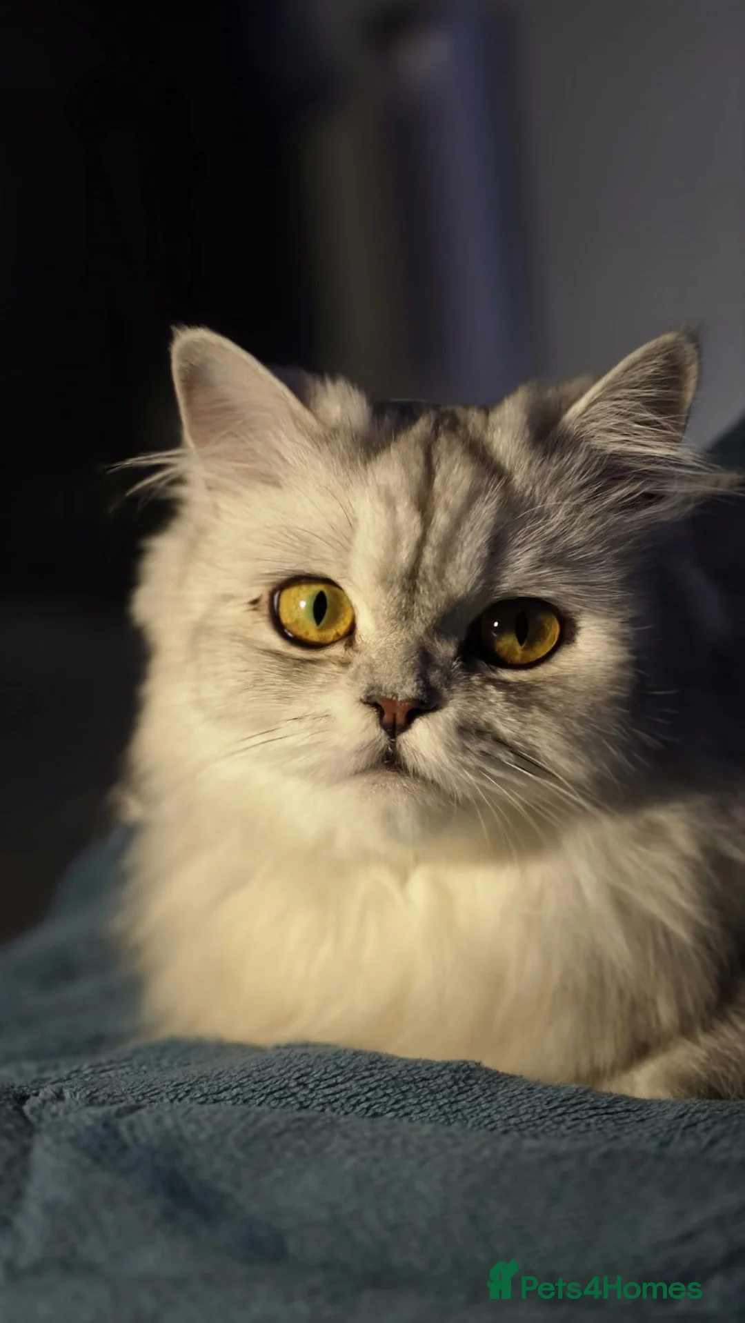 Persian cats for sale: 5 Beautiful Purebred Persian Kittens–Available now - Advert 2