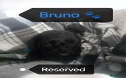 Cockapoo dogs for sale: 🐶Beautiful F1 Cockapoo Puppies🐾 - Image 11