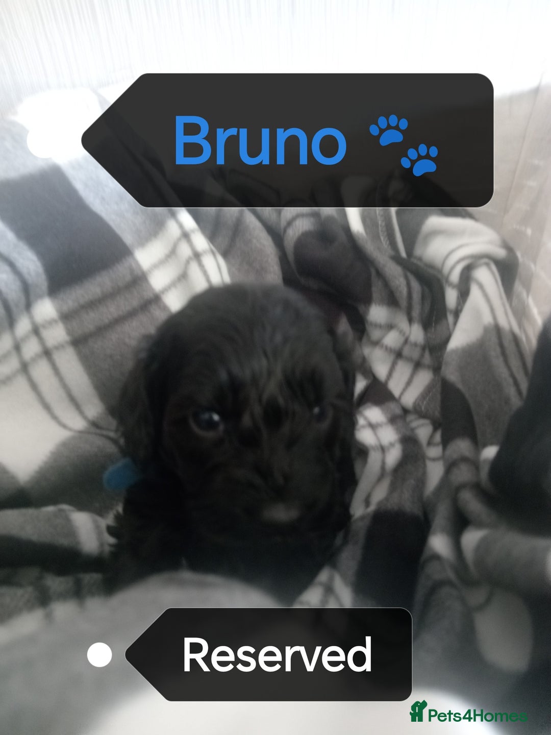 Cockapoo dogs for sale: 🐶Beautiful F1 Cockapoo Puppies🐾 - Image 11