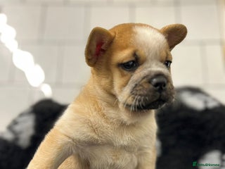 Mixed Breed dogs Last little girl frow left for her forever home 🤍 - Advert 17