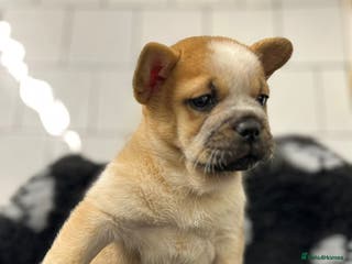 Mixed Breed dogs Last little girl frow left for her forever home 🤍 - Advert 16