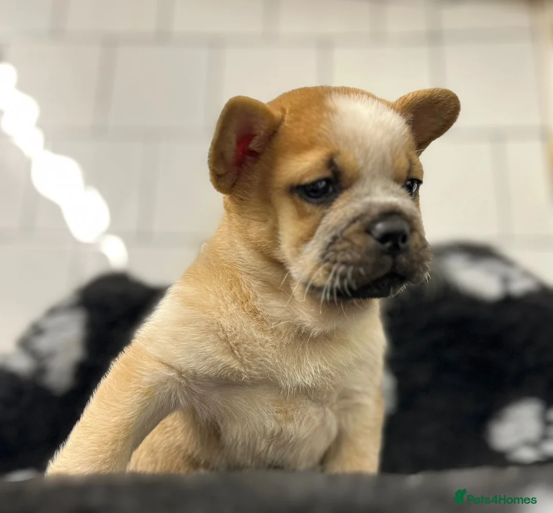 Mixed Breed dogs for sale: Last little girl frow left for her forever home 🤍 - Advert 1