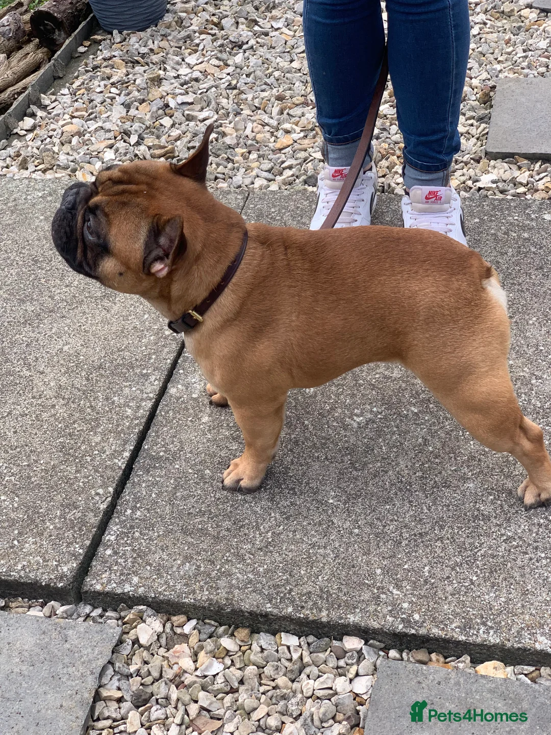 French Bulldog dogs for stud: Mani standard red silver fbce RFG 1  in Edinburgh - Advert 13
