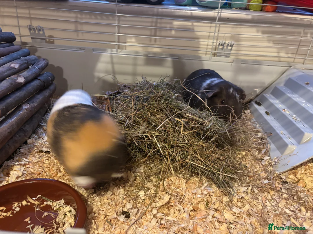 Guinea Pig rodents for sale: 2 lovely boys for sell (cage available)  - Advert 3