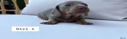 Miniature Dachshund dogs for sale: Beautiful Miniature Dachshund Puppies - Advert 18