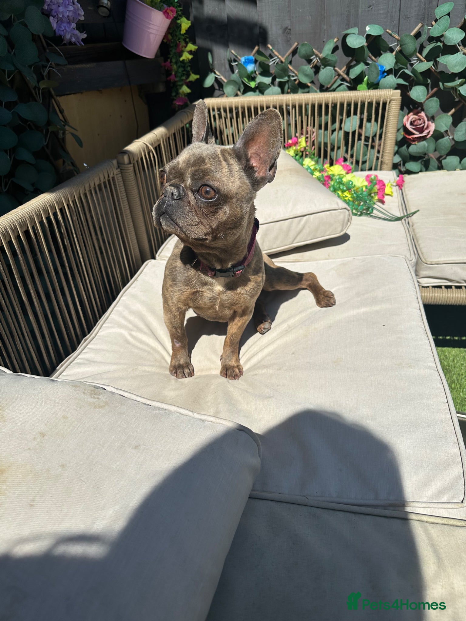 French Bulldog dogs French bulldog  - Advert 5