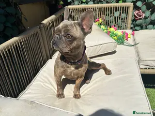 French Bulldog dogs French bulldog - Advert 10