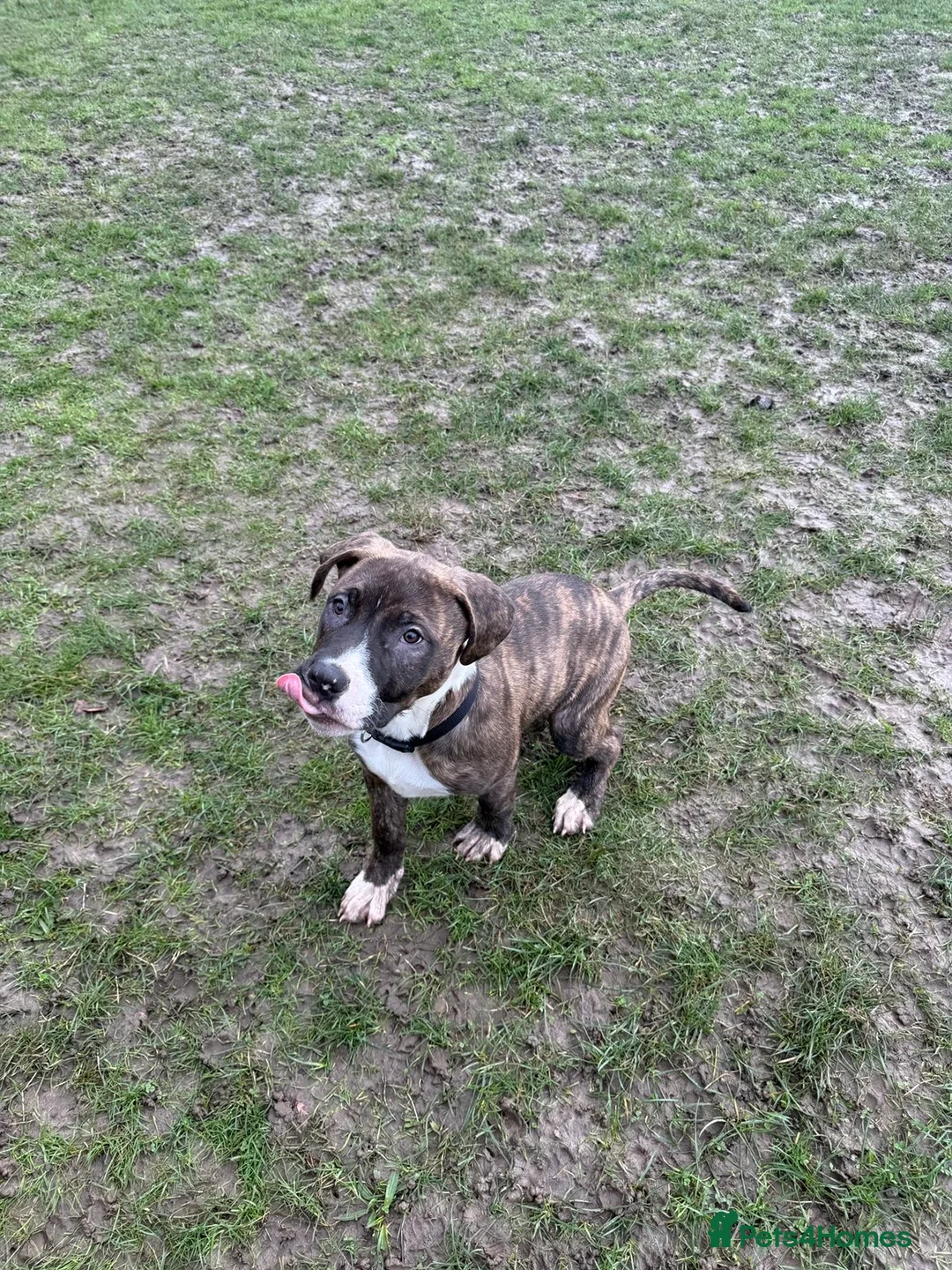 Mixed Breed dogs for sale: Cane corsa cross boxed  - Advert 3