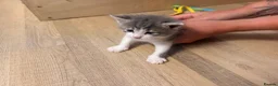 Maine Coon cats for sale: Mainecoon x kittens  in Barnstaple - Advert 13