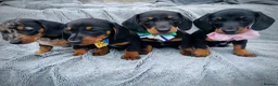 Dachshund dogs for sale: Dachshund puppies in Llanelli - Advert 2