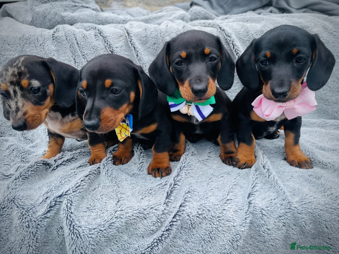 Dachshund dogs for sale: Dachshund puppies in Llanelli - Advert 2