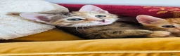 Mixed Breed cats for sale: 4 gorgeous female kittens for sale  - Advert 5