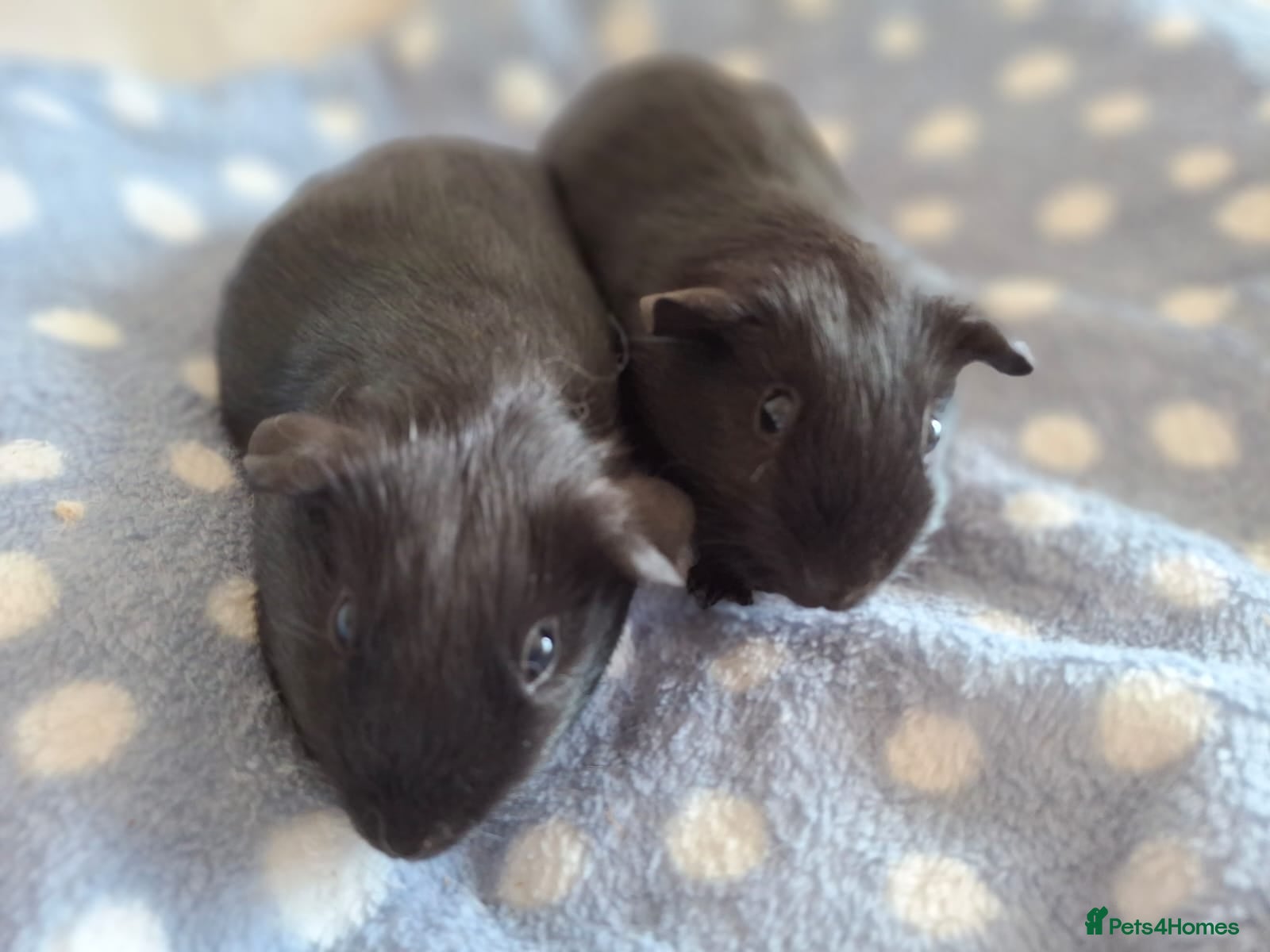 Guinea Pig rodents Single baby boys for bonding with solo adult male - Advert 10