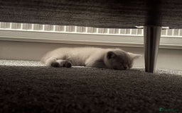British Shorthair cats for sale: Lilac British Shorthair  - Image 2