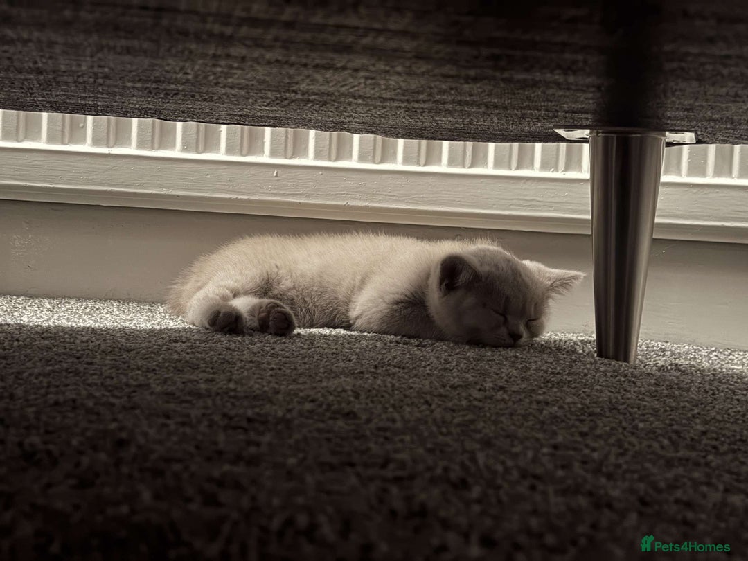 British Shorthair cats for sale: Lilac British Shorthair  - Image 2